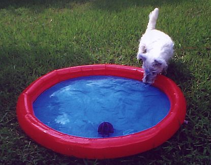 Puffin's Pool