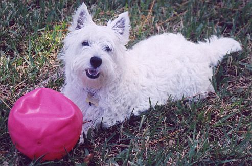 Puffin's 'Old' Ball