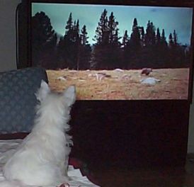 Puffin watching television