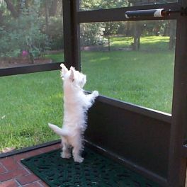 Puffin at the screen door