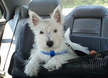 Puffin in her car seat