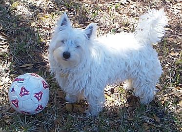 Puffin with soccer ball