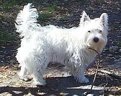 Puffin before her first hair-cut